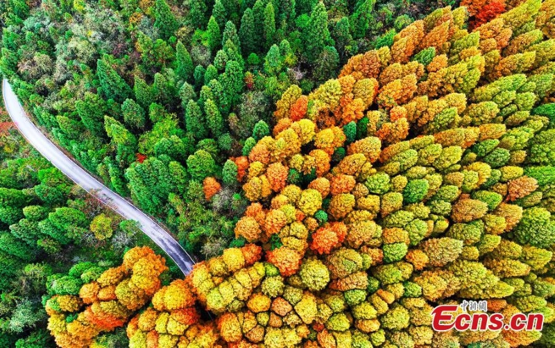 Στα τ?λη του φθινοπ?ρου το δ?σο? ξεκιν? να ντ?νεται στα κ?κκινα και στα πορτοκαλ?. (Φωτογραφ?α:China News Service)