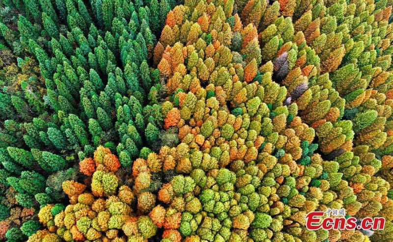 Η πολ?χρωμη ομορφι? των δ?ντρων στο δασικ? π?ρκο του βουνο? Γουλ?νγκ