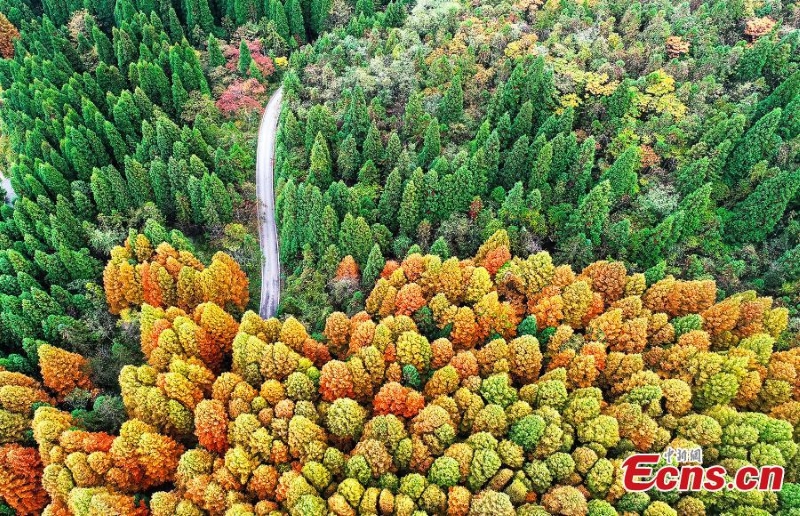 Η πολ?χρωμη ομορφι? των δ?ντρων στο δασικ? π?ρκο του βουνο? Γουλ?νγκ