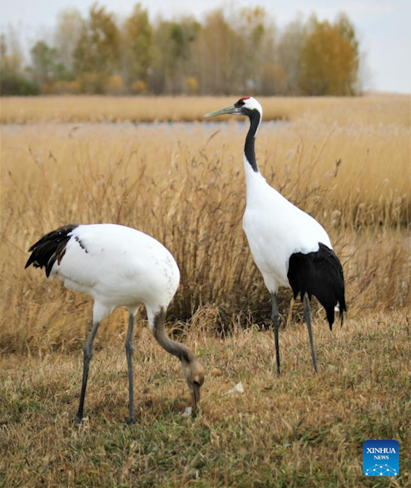 ?ποψη του εθνικο? φυσικο? καταφυγ?ου Τζαλ?νγκ στη ΒΑ Κ?να
