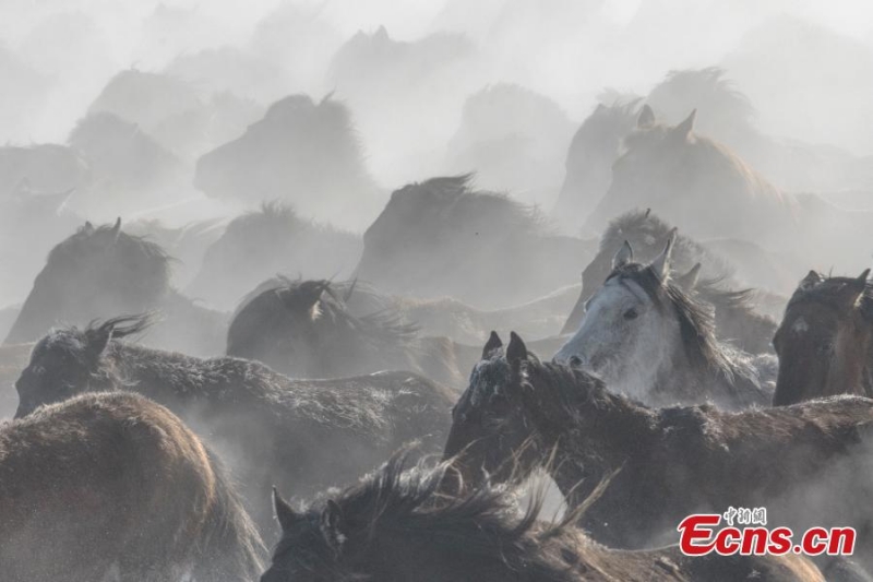 ?λογα τρ?χουν στα χιονισμ?να λιβ?δια του Σιντζι?νγκ