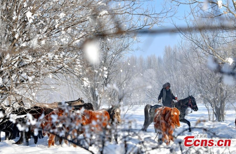 ?λογα τρ?χουν στα χιονισμ?να λιβ?δια του Σιντζι?νγκ