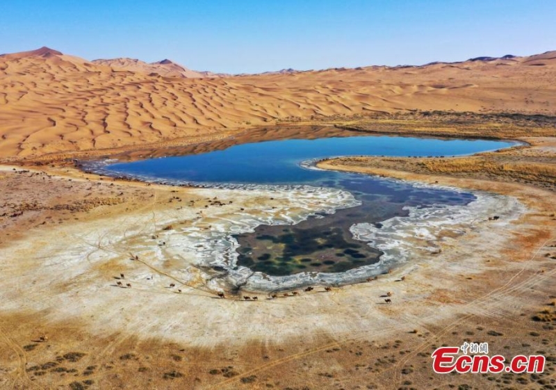 Καμ?λε? ταξιδε?ουν σε χειμεριν? βοσκ?τοπο στην ?ρημο Μπαντ?ιν Ζαρ?ν