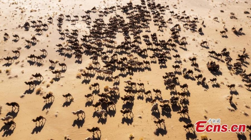 Καμ?λε? ταξιδε?ουν σε χειμεριν? βοσκ?τοπο στην ?ρημο Μπαντ?ιν Ζαρ?ν