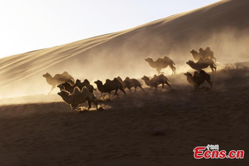 Καμ?λε? ταξιδε?ουν σε χειμεριν? βοσκ?τοπο στην ?ρημο Μπαντ?ιν Ζαρ?ν