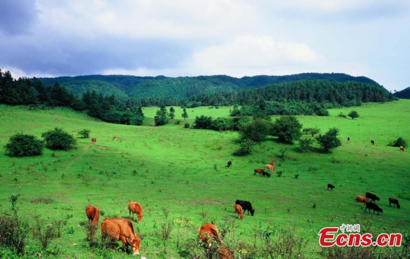 ?να κοπ?δι ζ?ων σε ?να λιβ?δι στο χωρι? Τζινγκτζο?, ?να απ? τα καλ?τερα τουριστικ? χωρι? του 2022, στο Τσονγκτσ?νγκ, 20 Δεκεμβρ?ου 2022. (Φωτογραφ?α: China News Service/Wang Jinchuan)