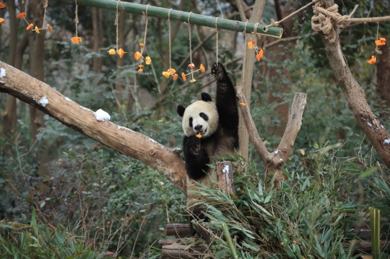 Γιγαντια?α Π?ντα πα?ζουν στο χι?νι