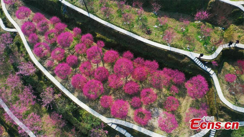 Ροζ ?νθη φωτ?ζουν το Χουμπ?ι