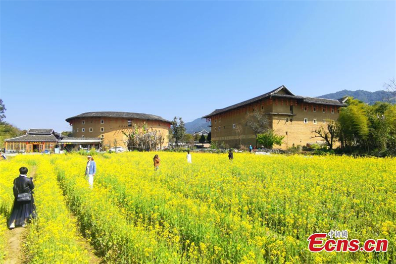 Λουλο?δια και τουλ?ου συνθ?τουν μια ειδυλλιακ? συμφων?α στο Φουτζι?ν