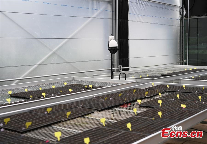 4000 σπ?ροι ιβ?σκου επιστρ?φουν απ? το δι?στημα και βλαστα?νουν