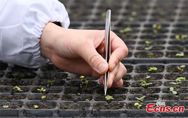 4000 σπ?ροι ιβ?σκου επιστρ?φουν απ? το δι?στημα και βλαστα?νουν