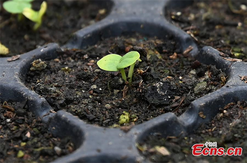 4000 σπ?ροι ιβ?σκου επιστρ?φουν απ? το δι?στημα και βλαστα?νουν