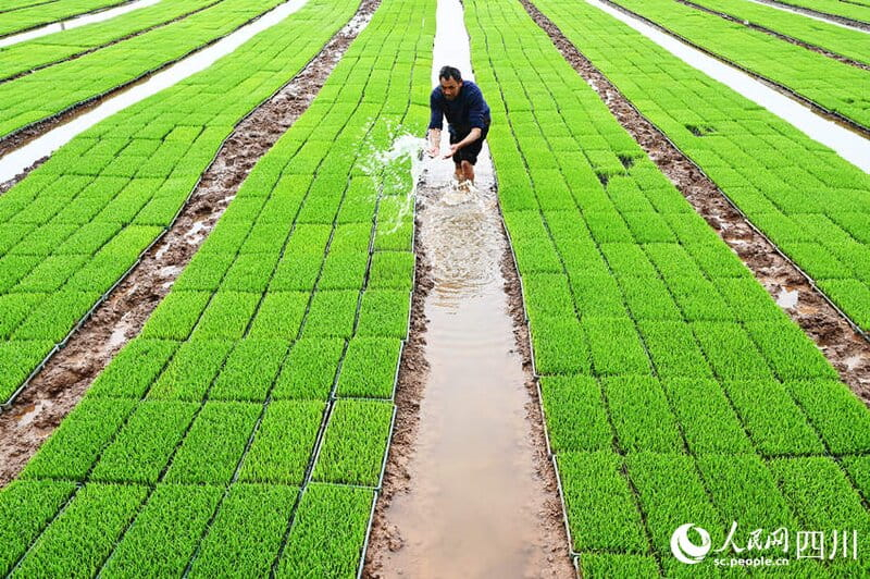 Βιομηχανοποιημ?νη καλλι?ργεια δενδρυλλ?ων ρυζιο? σε εξ?λιξη στην επαρχ?α Σ?τσουαν τη? νοτιοδυτικ?? Κ?να?