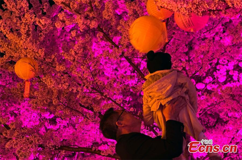 ?νθη κερασι?? και πολ?χρωμοι φωτισμο? ομορφα?νουν το Γιεντ?ι