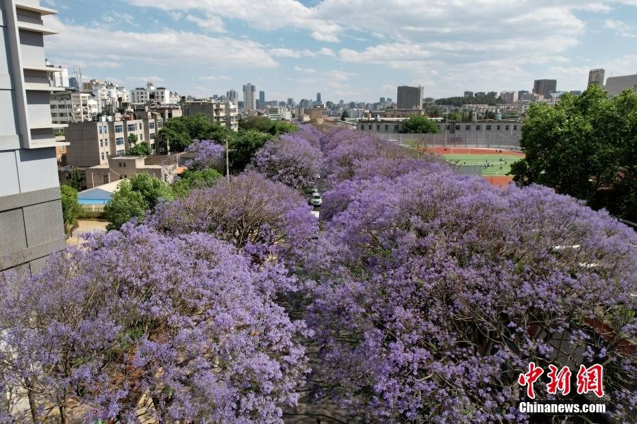 Στι? 5 Μα?ου, δ?νδρα Ιακαρ?νδη? (Τζακαρ?ντα ? Γιακαρ?ντα) που φυτε?τηκαν στην οδ? Τζιαοτσ?νγκ (Jiaochang) τη? π?λη? Κουνμ?νγκ στην επαρχ?α Γιουν?ν καλωσ?ρισαν την εποχ? τη? ανθοφορ?α?. Η οδ?? καλ?φθηκε με μωβ ?σερπαντ?νε??, προσελκ?οντα? ?να μεγ?λο αριθμ? πολιτ?ν και τουριστ?ν, που ?ρθαν για να απολα?σουν τα λουλο?δια και να τραβ?ξουν φωτογραφ?ε?. Η φωτογραφ?α δε?χνει τα ανθισμ?να δ?νδρα Ιακαρ?νδη? στι? δ?ο πλευρ?? τη? οδο?. (Φωτογραφ?α απ? το αεροσκ?φο?)