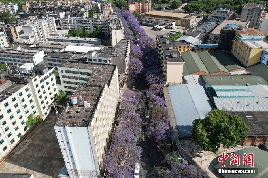 Δ?νδρα Ιακαρ?νδη??στην π?λη?Κουνμ?νγκ τη? επαρχ?α? Γιουν?ν ανθ?ζουν?σαν ?σερπαντ?να? και ντ?νουν?την οδ?