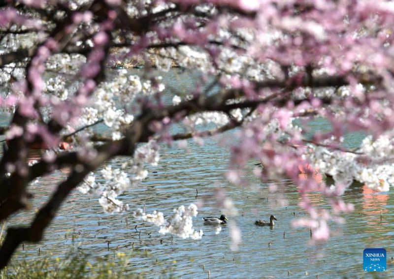 Κ?σμο? απολαμβ?νει την ?νοιξη στο π?ρκο Γιουγιουαν’τ?ν στο Πεκ?νο