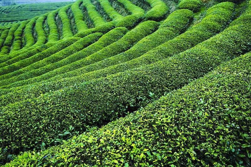 Πρ?σινε? κορδ?λε? απ? τσ?ι στο Τζιανγκσ?