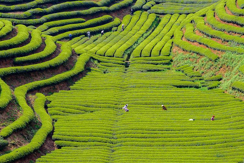 Πρ?σινε? κορδ?λε? απ? τσ?ι στο Τζιανγκσ?