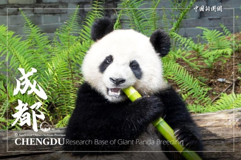 Τσενγκντο?, μια π?λη πολιτισμο?