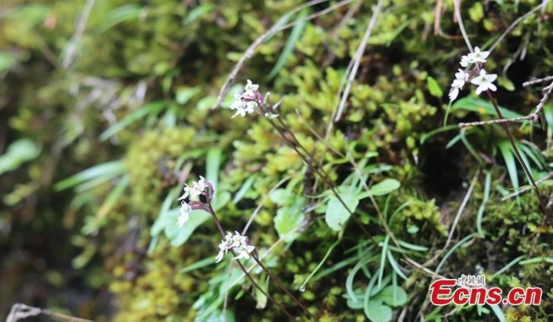 5 ν?α ε?δη φυτ?ν ανακαλ?φθηκαν στο Σιτσου?ν