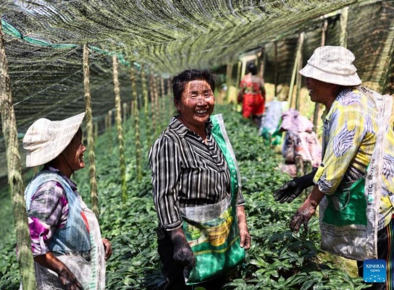Η καλλι?ργεια Panax Notoginseng συμβ?λλει στην αγροτικ? αναζωογ?νηση στη ΝΔ Κ?να