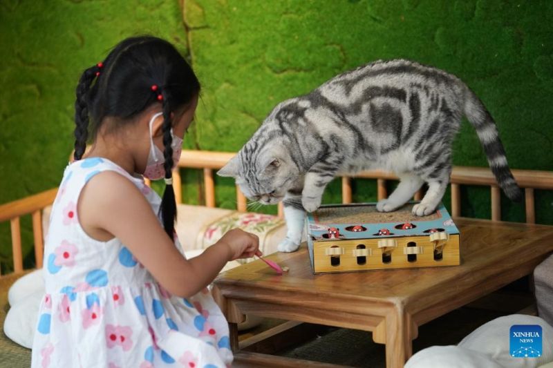 Ο γατοκαφεν?? τη? Οδο? Νανλουογκουσι?νγκ