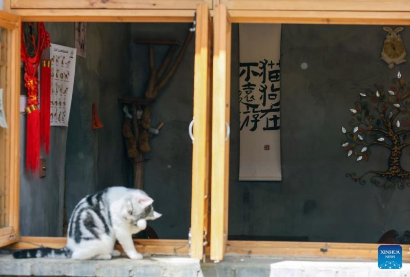 Ο γατοκαφεν?? τη? Οδο? Νανλουογκουσι?νγκ