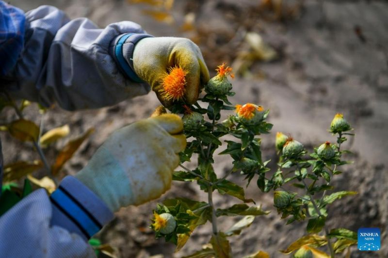 Συγκομιδ? για ε?δο? κρ?κου απ? την ΒΔ Κ?να