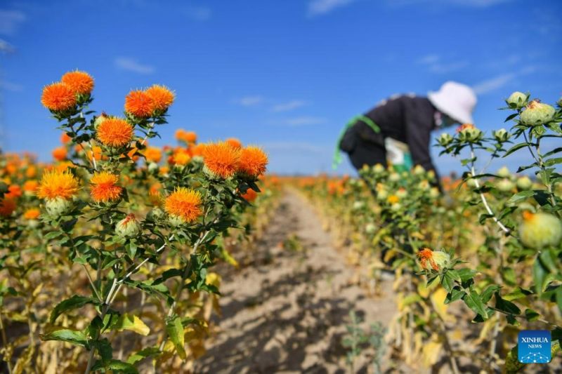 Συγκομιδ? για ε?δο? κρ?κου απ? την ΒΔ Κ?να