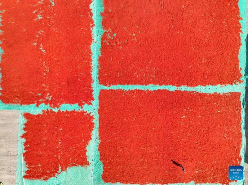 Συγκομιδ? για ε?δο? κρ?κου απ? την ΒΔ Κ?να