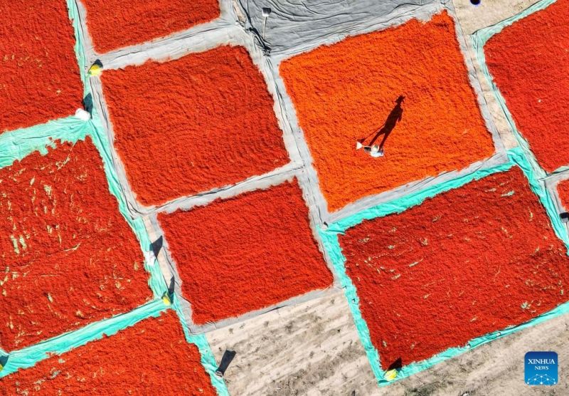 Συγκομιδ? για ε?δο? κρ?κου απ? την ΒΔ Κ?να