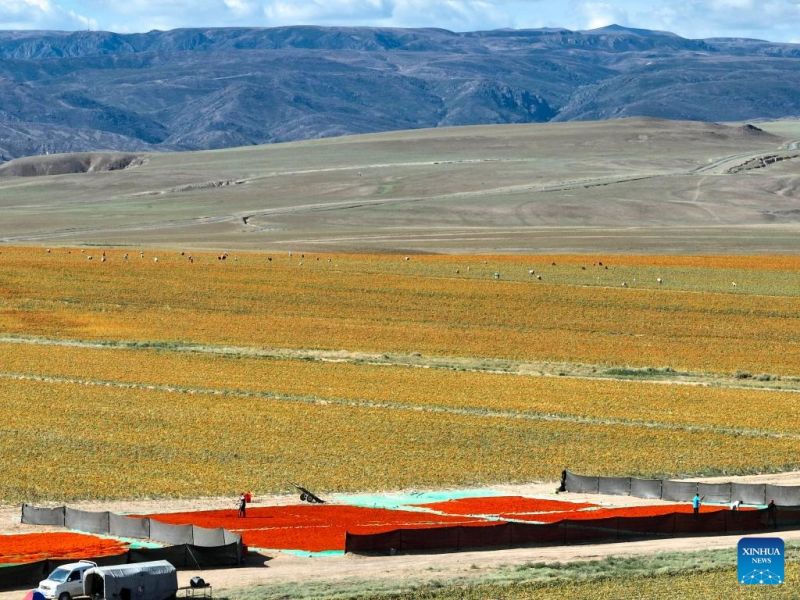 Συγκομιδ? για ε?δο? κρ?κου απ? την ΒΔ Κ?να