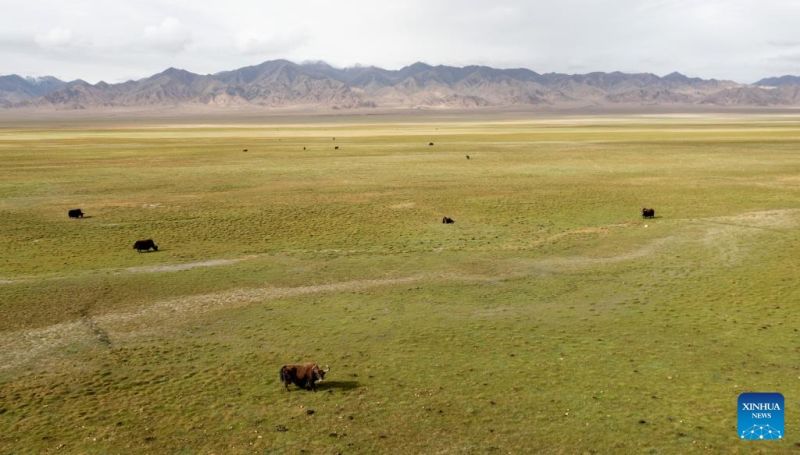 Τοπ?ο του εθνικο? φυσικο? καταφυγ?ου των βουν?ν Aλτο?ν στην επαρχ?α Σιντζι?νγκ τη? βορειοδυτικ?? Κ?να?