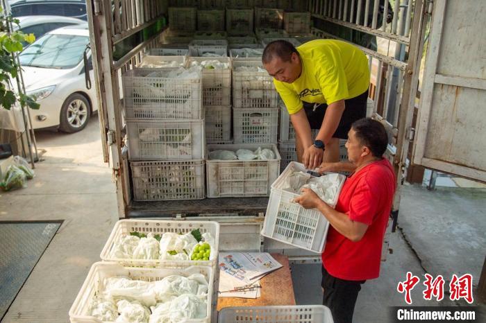 Πενγκσ?ν, Σιτσου?ν: δεκ?δε? χιλι?δε? στρ?μματα σταφυλι?ν ωριμ?ζουν και φρουτοπαραγωγο? απασχολο?νται μαζευοντ?? τα