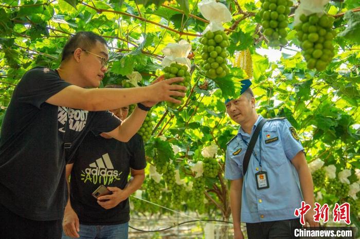Πενγκσ?ν, Σιτσου?ν: δεκ?δε? χιλι?δε? στρ?μματα σταφυλι?ν ωριμ?ζουν και φρουτοπαραγωγο? απασχολο?νται μαζευοντ?? τα