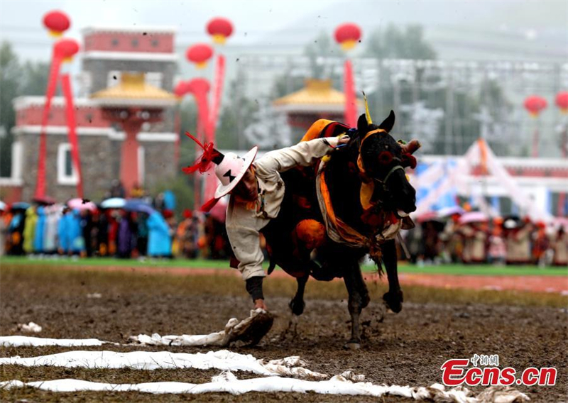 Φεστιβ?λ ιπποδρομι?ν στο Τσινγκχ?ι
