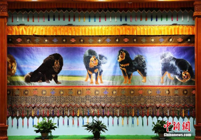 Θιβετιαν? κ?ντημα στο Τσινγκχ?ι