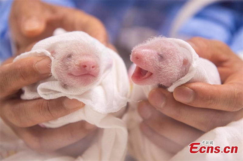 Μωρουδιακ?? φωτογραφ?ε? δ?δυμων π?ντα στην Ν. Κορ?α