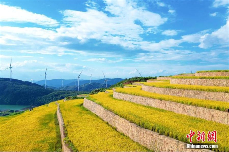 Ορυζ?να? σε εγκαταλελειμμ?νο λατομε?ο στο Γκουανγκσ?