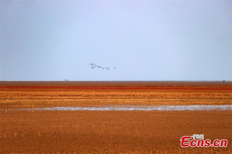 Εντυπωσιακ? εικ?να εν?? πορφυρο? υγροβι?τοπου στο Σανντ?νγκ