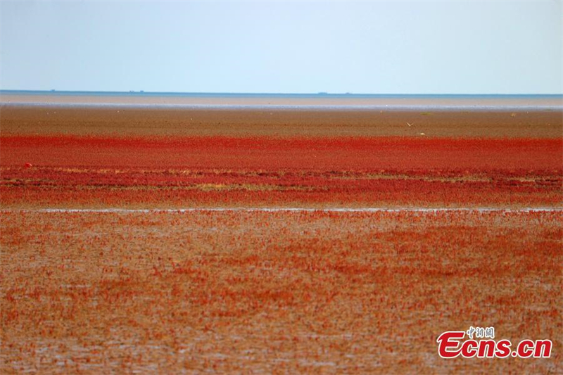 Εντυπωσιακ? εικ?να εν?? πορφυρο? υγροβι?τοπου στο Σανντ?νγκ
