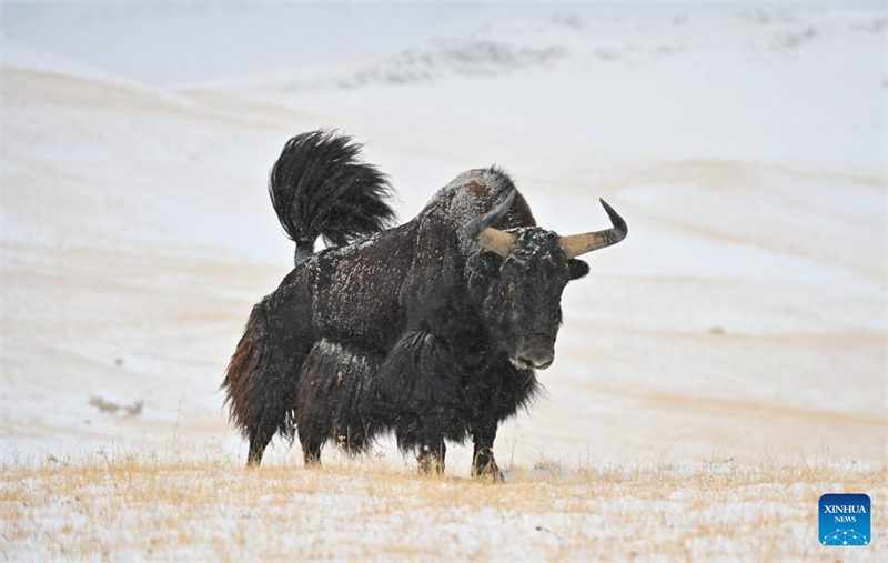 Το Προστατευ?μενο Φυσικ? Καταφ?γιο των Ορ?ων Αλτο?ν στο Σιντζι?νγκ