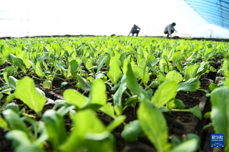 Με το Σιαοχ?ν να πλησι?ζει, οι αγρ?τε? ε?ναι απασχολημ?νοι με τι? καλλι?ργει?? του?