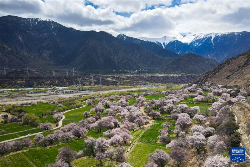 Θιβ?τ: Παρακολουθ?στε λα?κ?? παραστ?σει? και απολα?στε τι? ανθισμ?νε? ροδακινι??