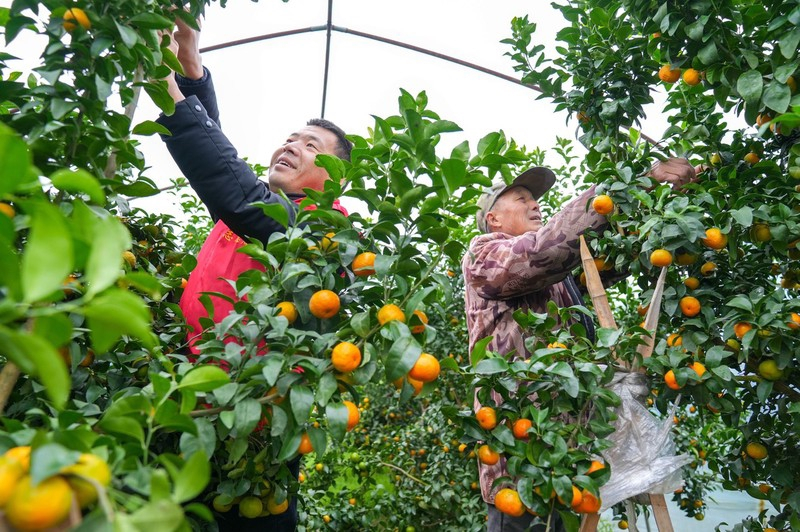 (Φωτογραφ?α / Λα?κ? Καθημεριν? Online)