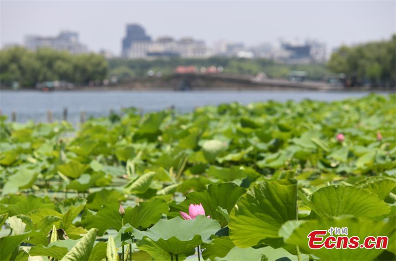 Φωτογραφικ? ?λμπουμ με το θεριν? τοπ?ο των ανθισμ?νων λουλουδι?ν και φ?λλων νο?φαρου στη Δυτικ? Λ?μνη στο Χανγκτζ?ου, στην επαρχ?α Τζετζι?νγκ τη? ανατολικ?? Κ?να?. (Φωτογραφ?α: China News Service / Wang Gang)