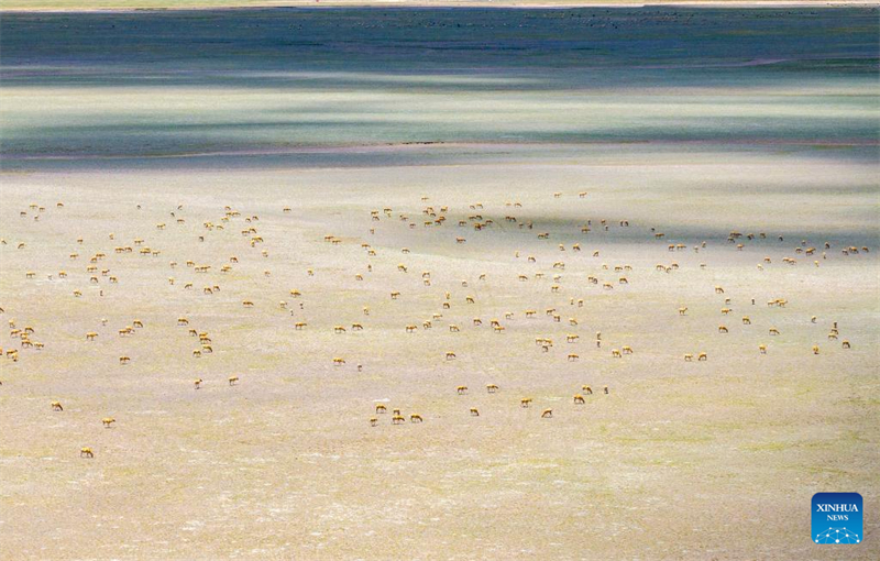 Αεροφωτογραφ?α που ελ?φθη στι? 8 Ιουν?ου δε?χνει θιβετιαν?? αντιλ?πε? στο Εθνικ? Φυσικ? Καταφ?γιο Τζιανγκτ?νγκ στην Αυτ?νομη Περιοχ? Σιζ?νγκ. (Φωτογραφ?α / Xinhua)