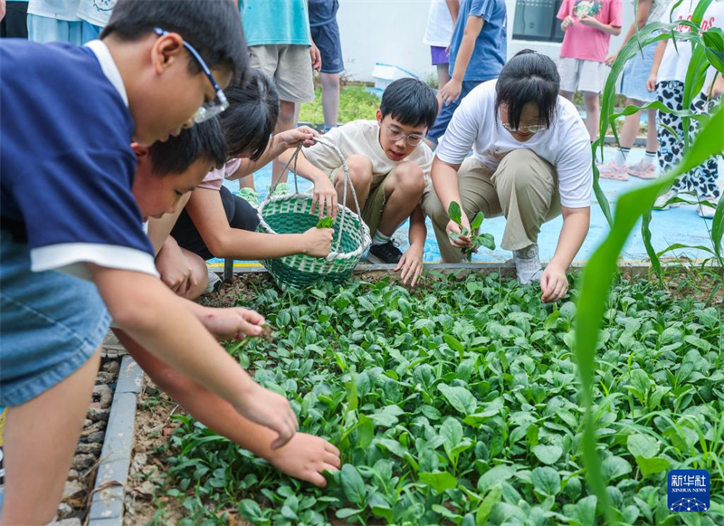 Στι? 10 Σεπτεμβρ?ου, μαθητ?? μαζε?ουν λαχανικ? στον κ?πο του σχολε?ου. (Φωτογραφ?α / Xinhua)