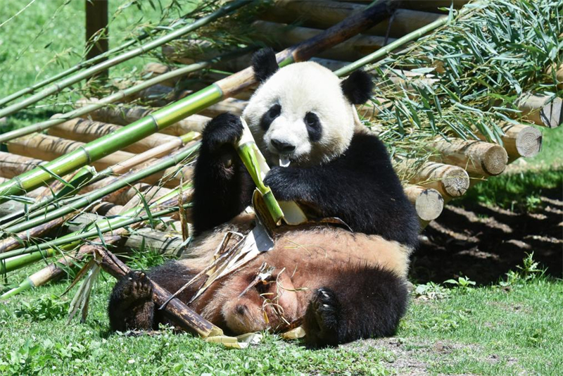 Το γιγ?ντιο Π?ντα Τζινσ?. (Φωτογραφ?α / Xinhua)